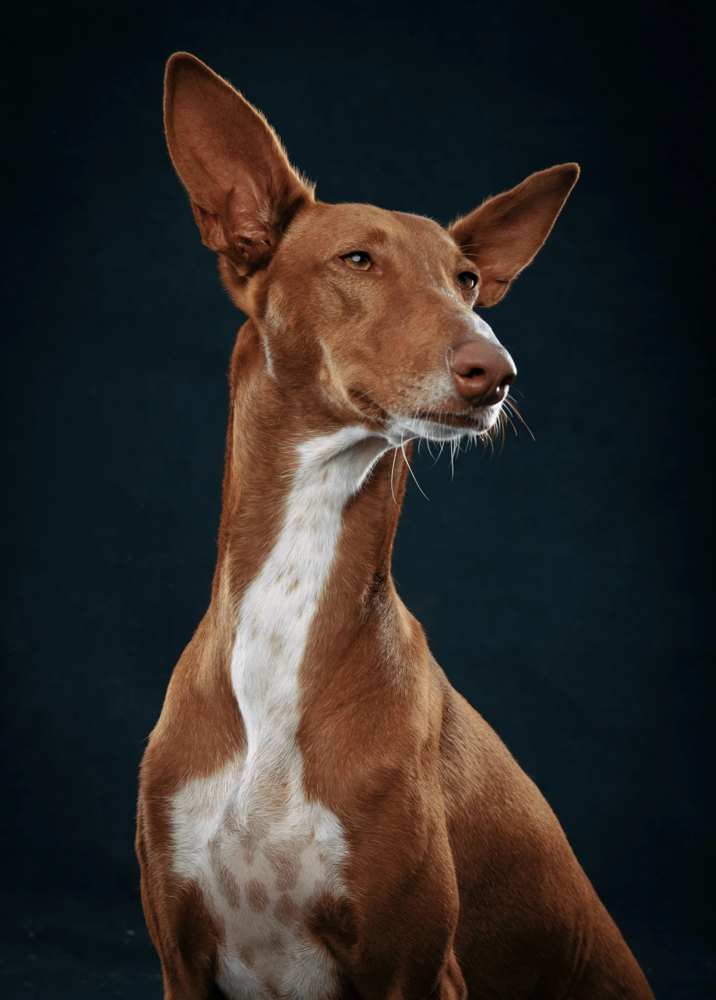 Majestic greyhound portrait against a blue backdrop.